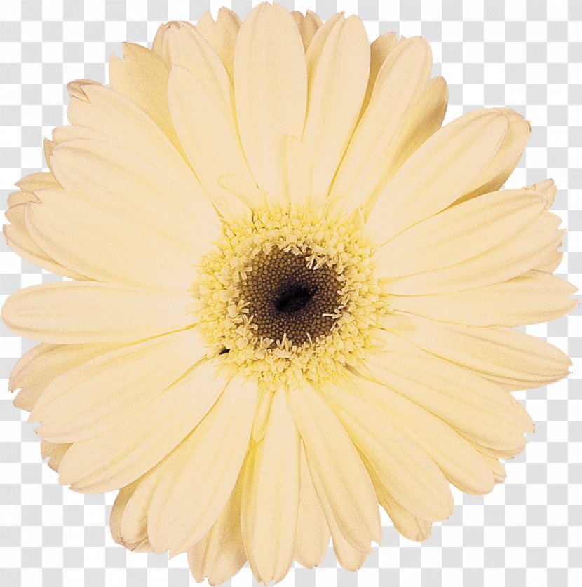 Daisy Family Cut Flowers Transvaal Chrysanthemum - Gerbera Transparent PNG