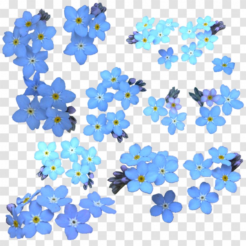 Flower Scorpion Grasses Clip Art - Drawing - Forget Me Not Clipart Transparent PNG
