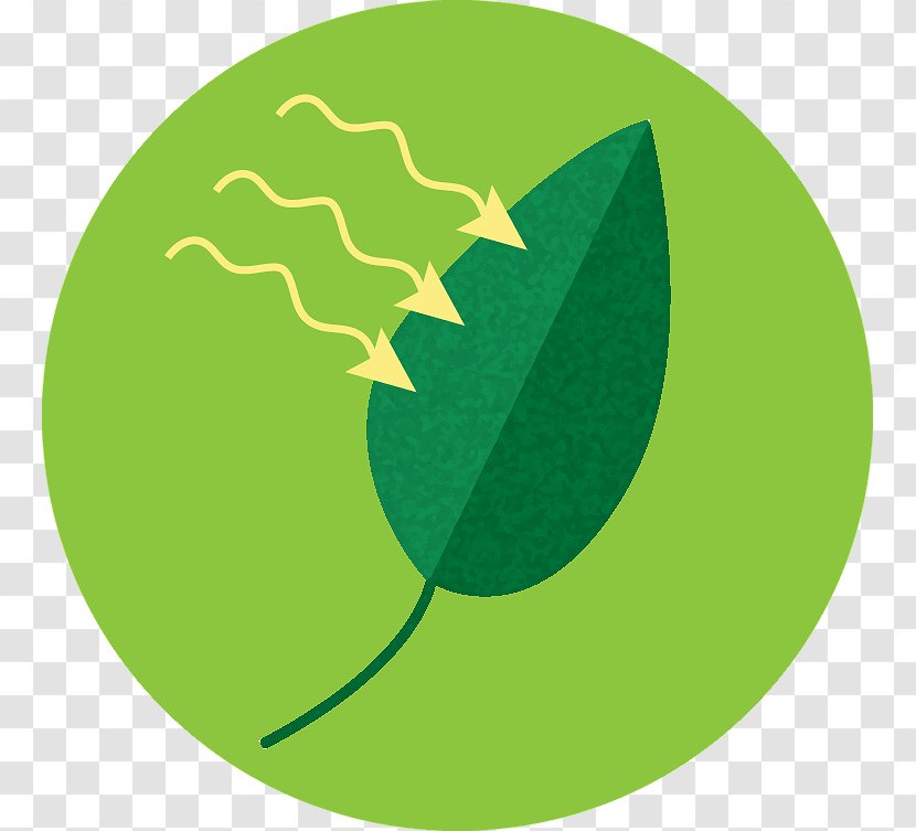 Clip Art Logo Fruit Leaf - Photosynthese Transparent PNG