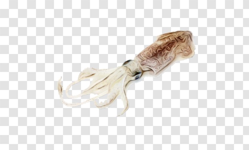 Fish Cartoon - Squid - Beige Loligo Transparent PNG