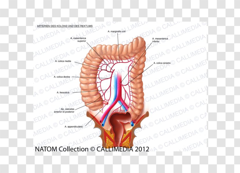 Lymph Node Lymphatic System Large Intestine Colorectal Cancer - Cartoon - 360 Degrees Transparent PNG