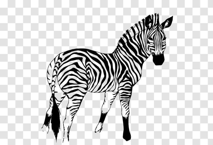 Quagga Horse Mountain Zebra - Like Mammal Transparent PNG