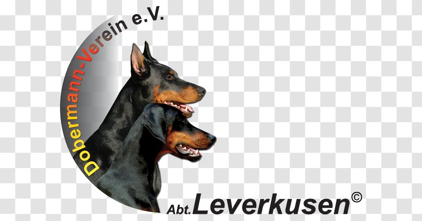 Dobermann German Pinscher Manchester Terrier Leverkusen Dog Breed - Snout - Beliebte Hunderassen Transparent PNG