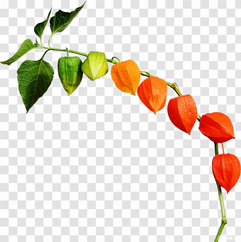 Peruvian Groundcherry Chinese Lantern Autumn Nightshade Clip Art - Habanero Chili Transparent PNG