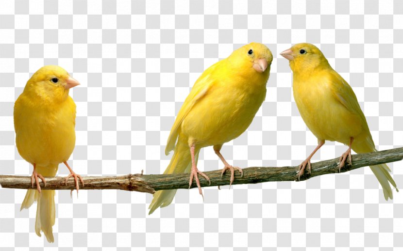 Domestic Canary Finches Bird Yellow - Exotic Pet Transparent PNG