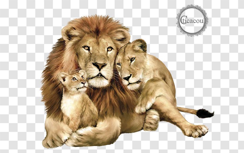Baby Lions Clubs International East African Lion Felidae Jaguar - Snout Transparent PNG
