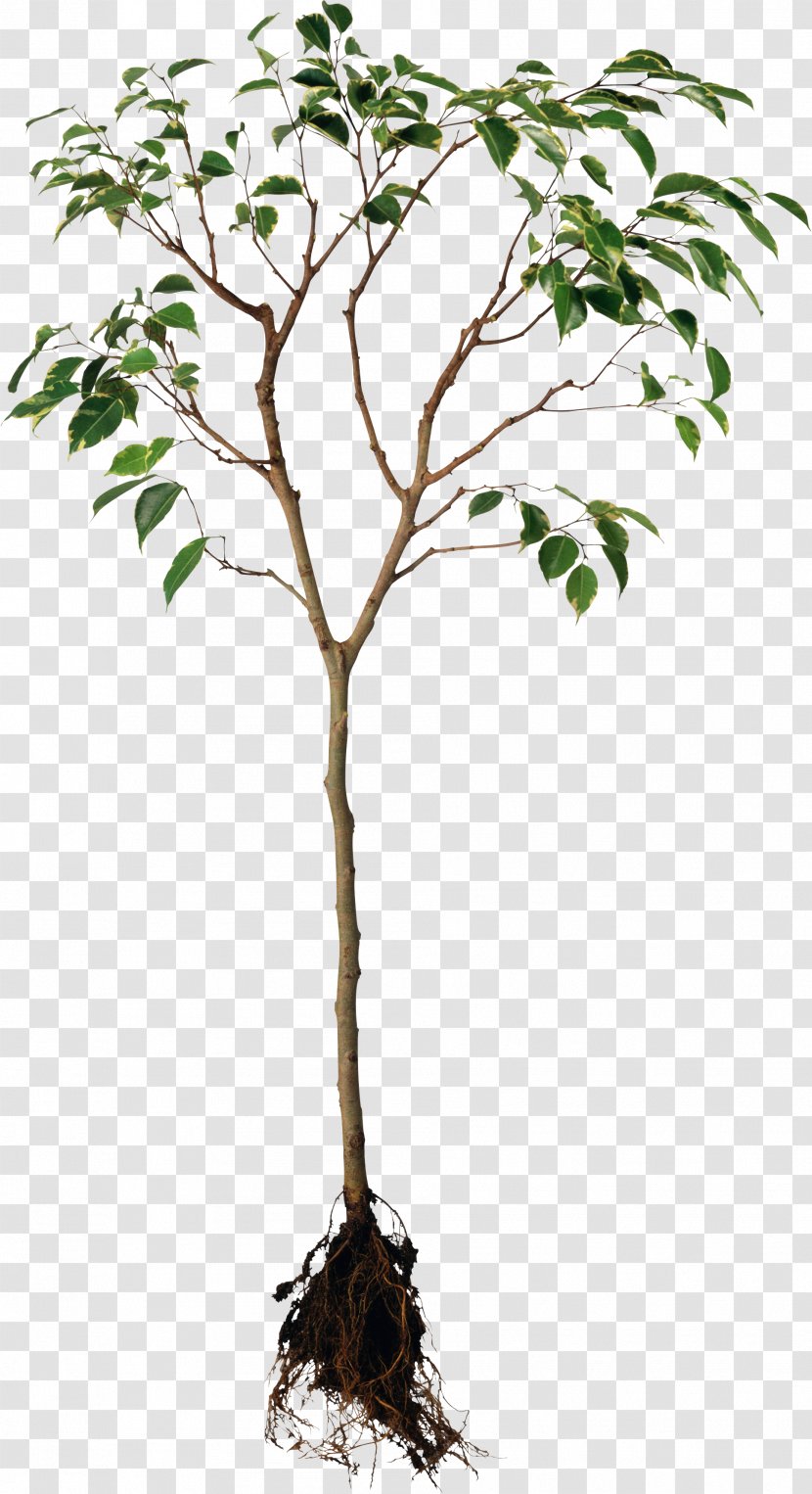 Root Plant Tree Rhizome - Twig - Orange Transparent PNG