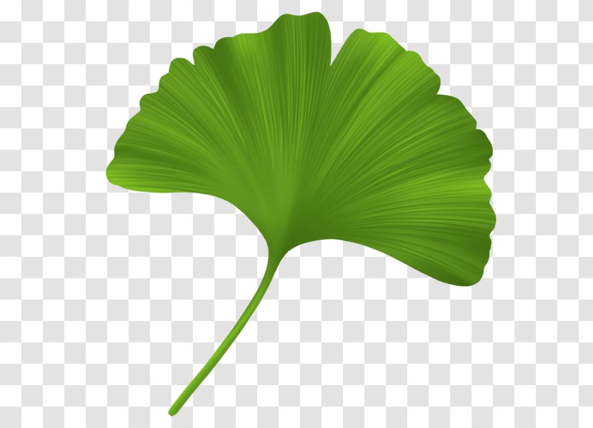 Ginkgo Biloba Leaf Oil Stearic Acid Plant - Tree - Sunflower Transparent PNG