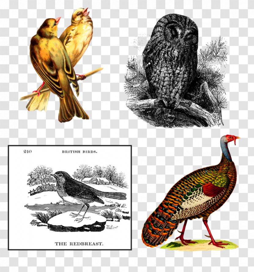 Chicken Abziehtattoo Owl Bird - Birdcage Collection Transparent PNG