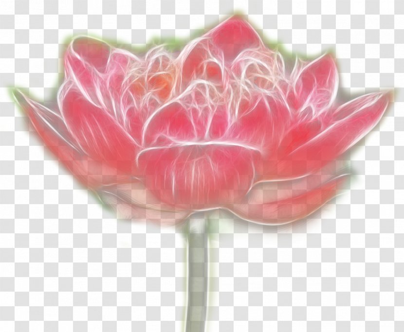 Nelumbo Nucifera Designer - Flower - Red Lotus-free Material Transparent PNG