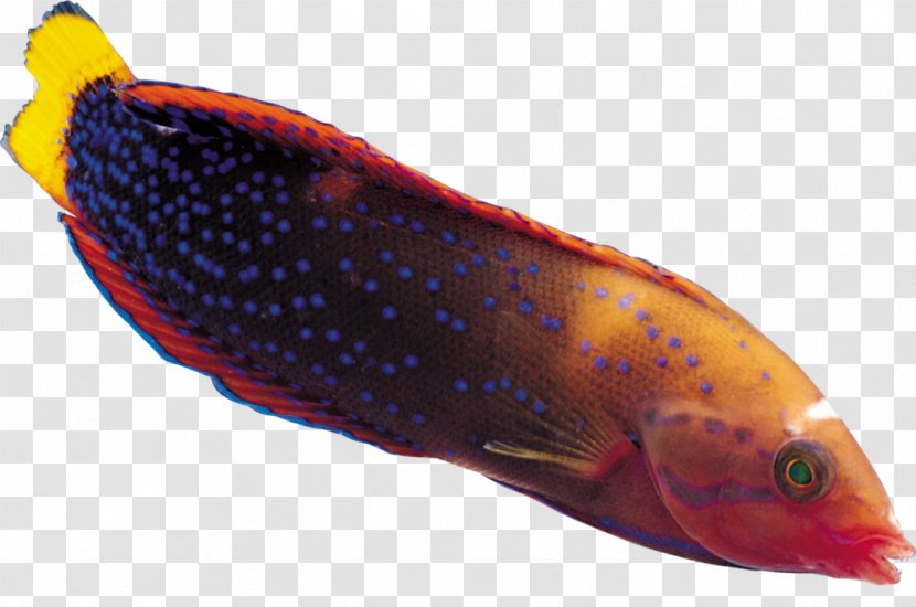 Bony Fishes Marine Biology Organism Fin Transparent PNG