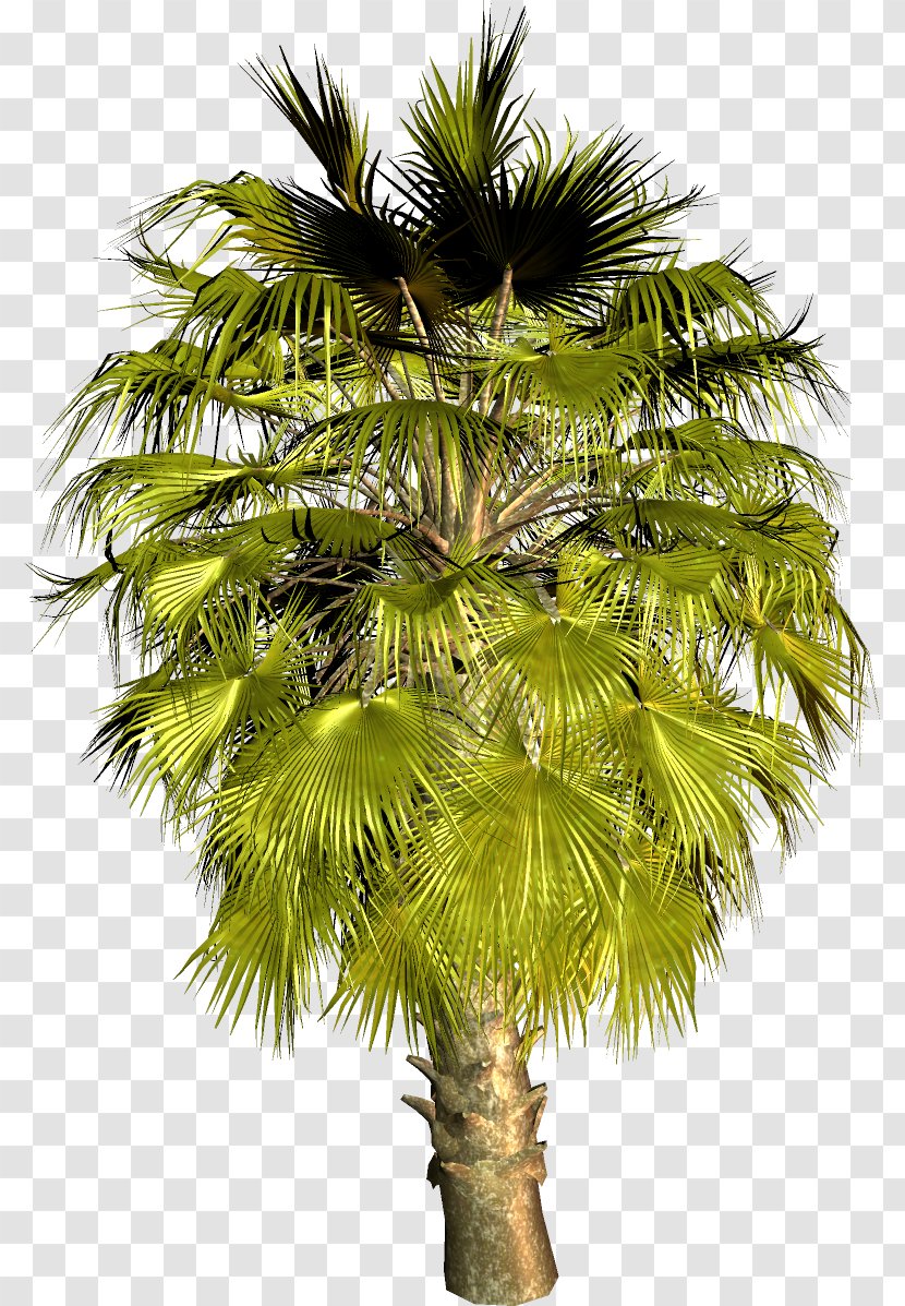 Asian Palmyra Palm Trees Coconut Babassu Areca - Tree Transparent PNG