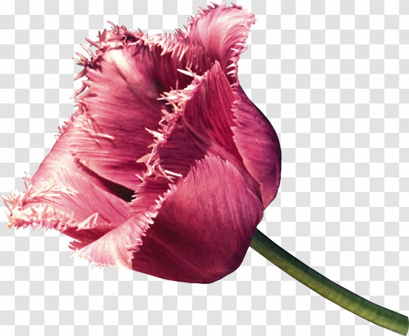 Tulip Cut Flowers Petal Plant Stem - Flower Transparent PNG
