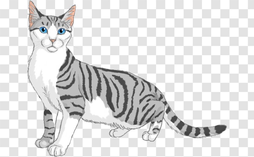 American Shorthair Kitten Wirehair California Spangled Toyger - Whiskers - Turnip Transparent PNG