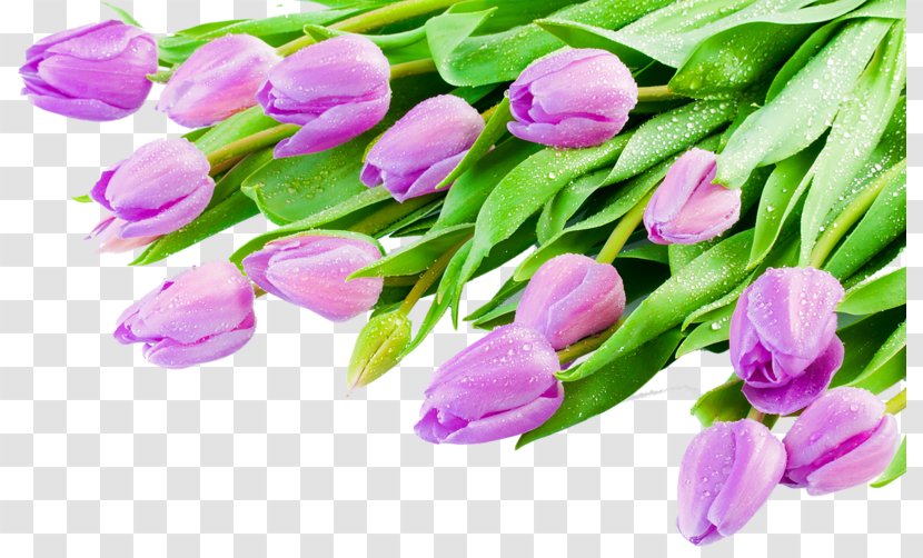 Indira Gandhi Memorial Tulip Garden Desktop Wallpaper - Purple Tulips Transparent PNG