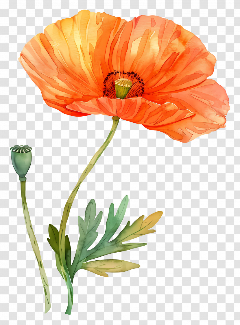 Orange Poppy Flowers - Watercolor Orange Poppy Flower Illustration Transparent PNG