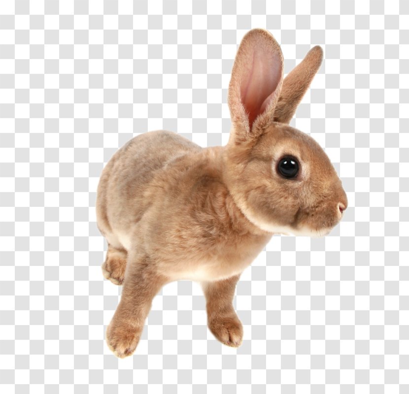 Hare Domestic Rabbit Pet Exotic Shorthair - Fawn - All About Transparent PNG