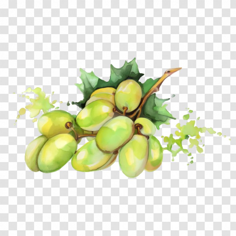 Watercolor Painting Fruit Drawing - Food - Green Mango Transparent PNG