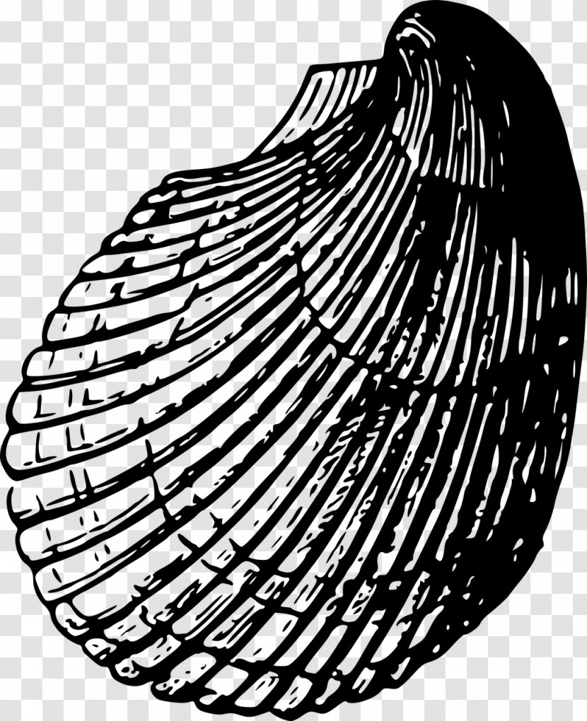 Seashell Cockle Clip Art - Monochrome Photography - Beach Material Transparent PNG