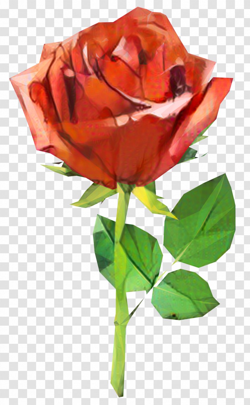 Garden Roses Cabbage Rose Cut Flowers Plant Stem Petal - Pedicel Transparent PNG