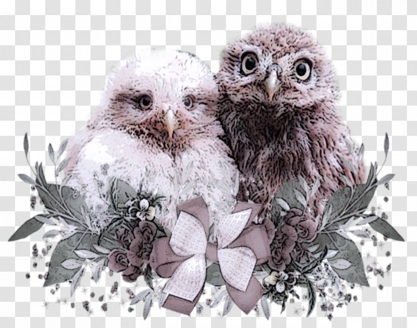 Fauna Sunday Before Lent - Owl - Baby Owls Digital Graphics Transparent PNG