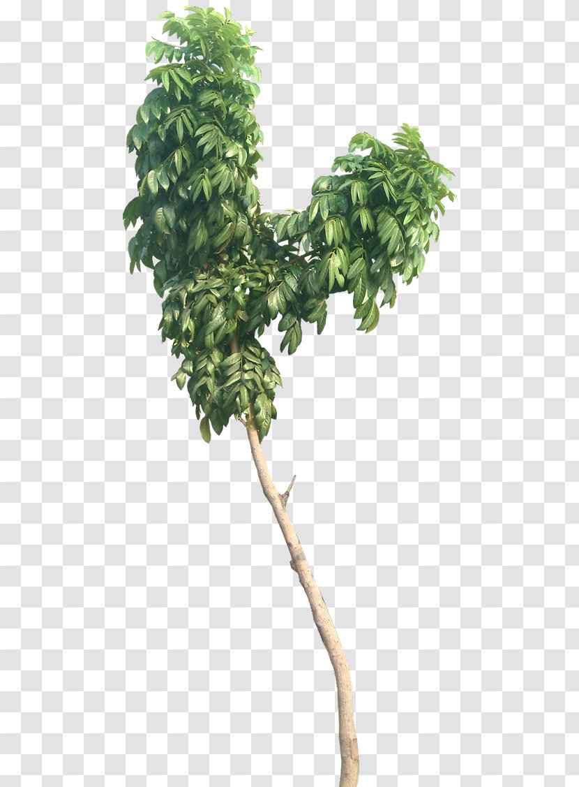 Swietenia Macrophylla Tree Mahagoni Mahogany Leaf - Tarul Transparent PNG