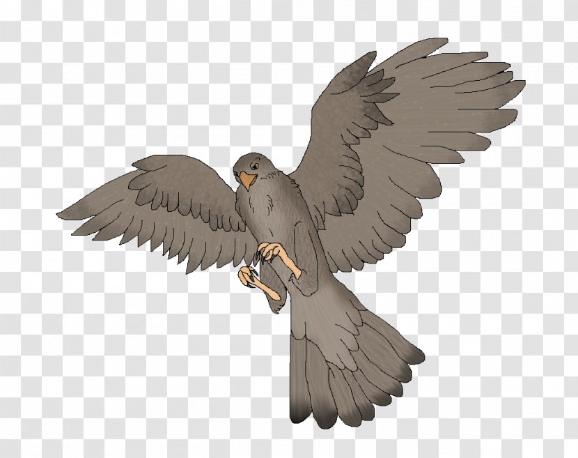 Eagle Common Buzzard Hawk Fauna - Wing Transparent PNG