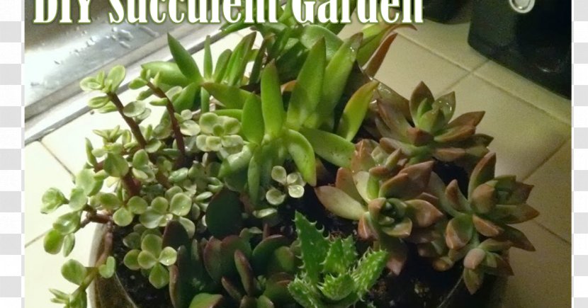 Flowerpot Houseplant Herb - Plant - Suculent Transparent PNG