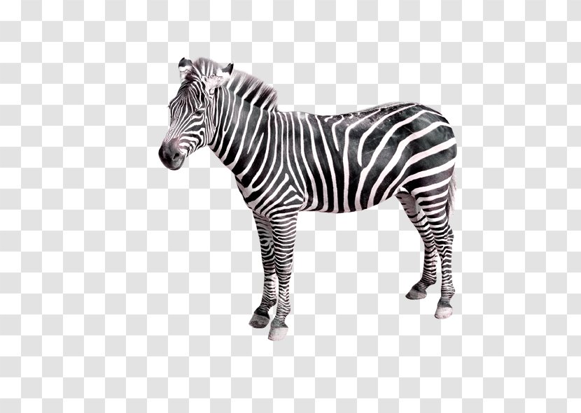 Quagga Zebra Creativity - Crossing Transparent PNG