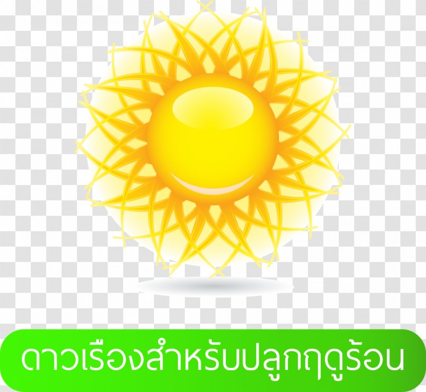 Lai Thai - Flower - Rain Transparent PNG