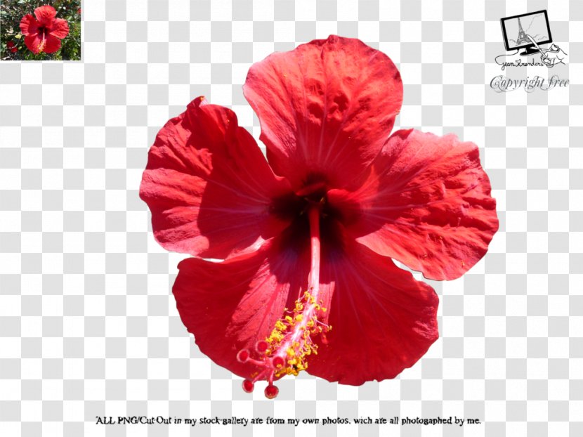 Shoeblackplant Common Hibiscus Hotel - Malvales - Ibiscus Transparent PNG