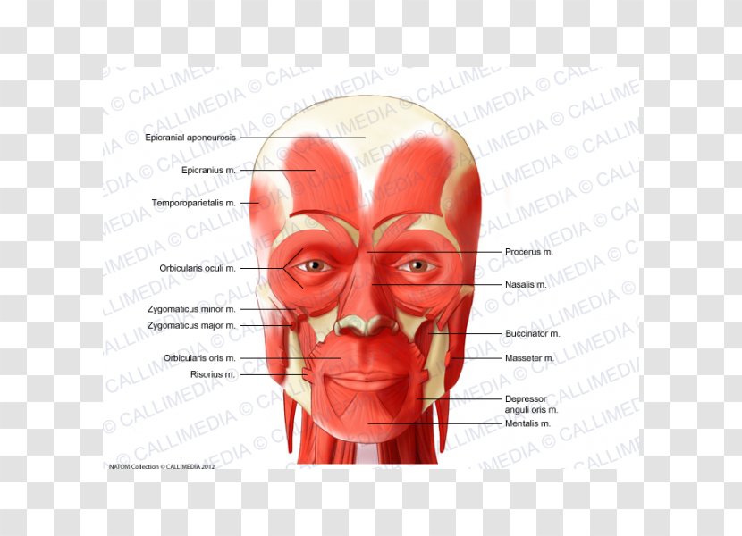 Zygomaticus Major Muscle Anterior Triangle Of The Neck Muscular System - Frame - Watercolor Transparent PNG