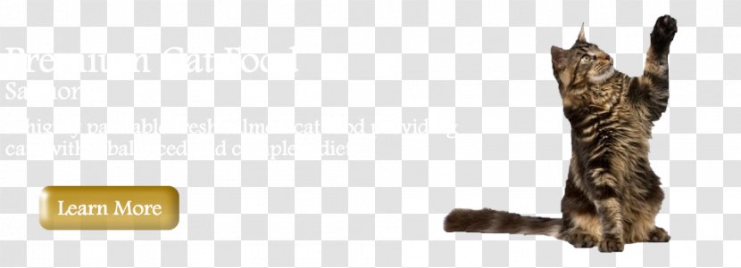 Maine Coon Stock Photography Royalty-free - Depositphotos - Ferret Cages Small Transparent PNG