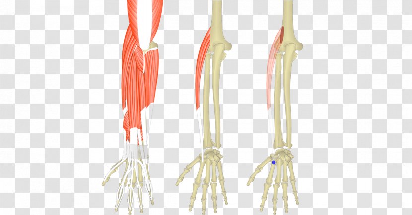 Extensor Carpi Radialis Longus Muscle Digitorum Ulnaris Brevis - Anatomy Transparent PNG
