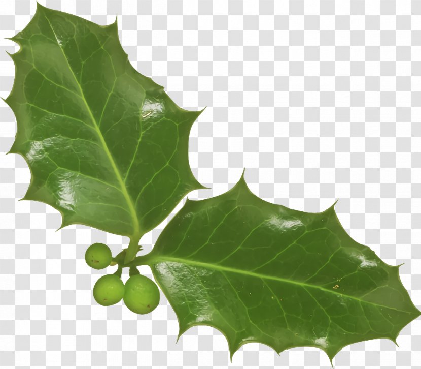 Christmas Holly Ilex - American - Scarlet Oak Woody Plant Transparent PNG
