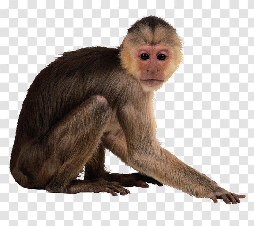 Clip Art Image Monkey Desktop Wallpaper - Macaque Transparent PNG