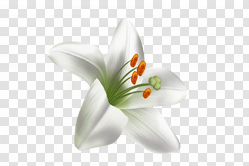 Lilium Download Flower Google Images - Watercolor - Lily Transparent PNG
