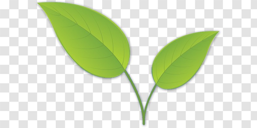 Leaf Plant Stem Plants - Imported Background Transparent PNG