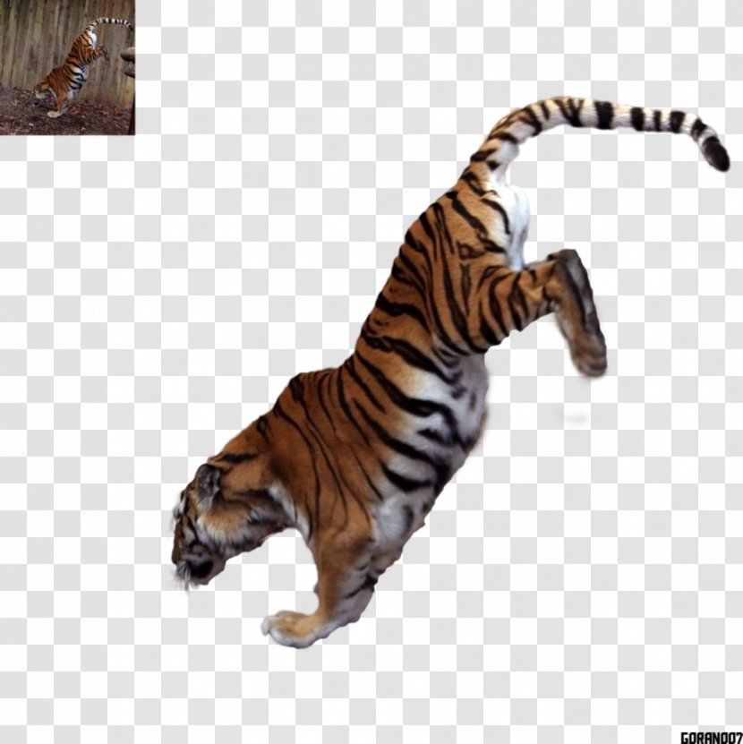 Tiger Big Cat Terrestrial Animal Fur - Cats Transparent PNG