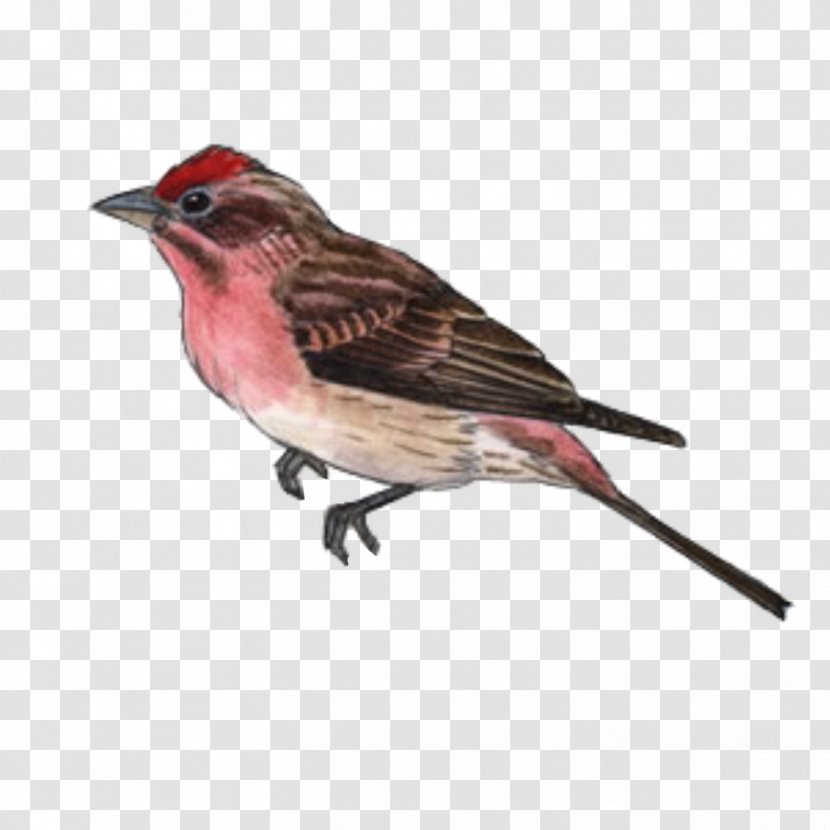 Bird House Finch American Sparrows Beak - Emberizidae - Birds Transparent PNG