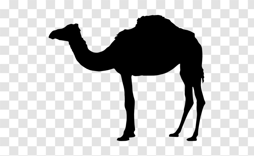 Bactrian Camel Vector Graphics Image Clip Art - Livestock Transparent PNG