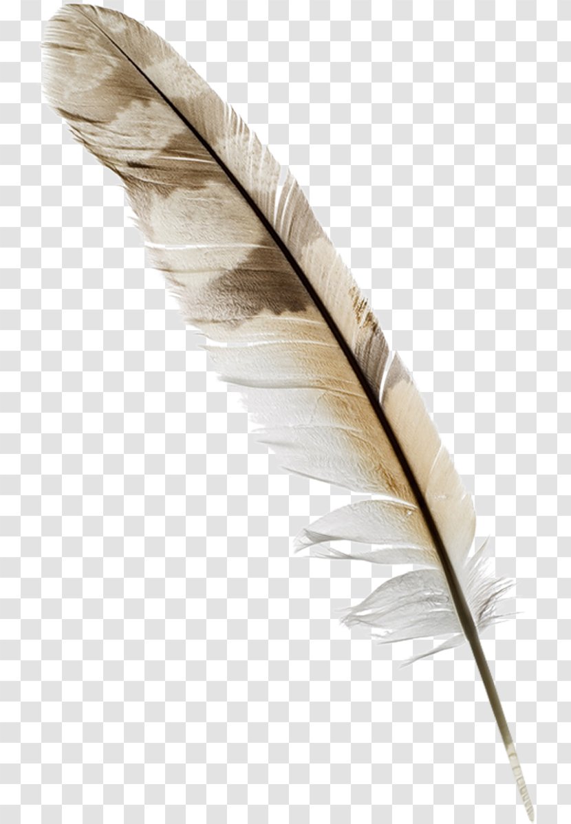 Feather Quill Nib Pen Bird - Scroll Transparent PNG