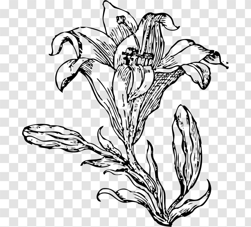 Lilium Clip Art - Floral Design - Lily Transparent PNG
