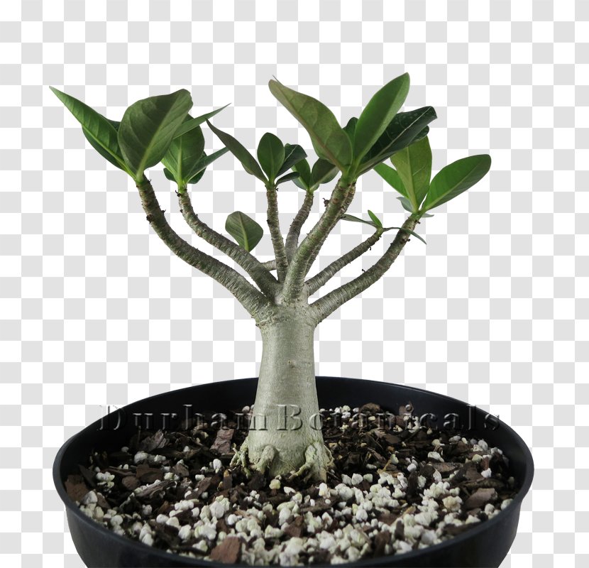Adenium Arabicum Tree Cactaceae Frangipani Bonsai - Species - Hoa Sứ Transparent PNG