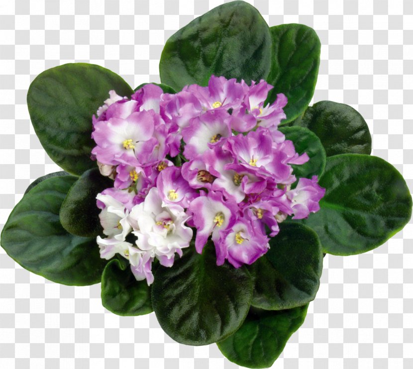 Violet Flowerpot Bud - Hue Transparent PNG