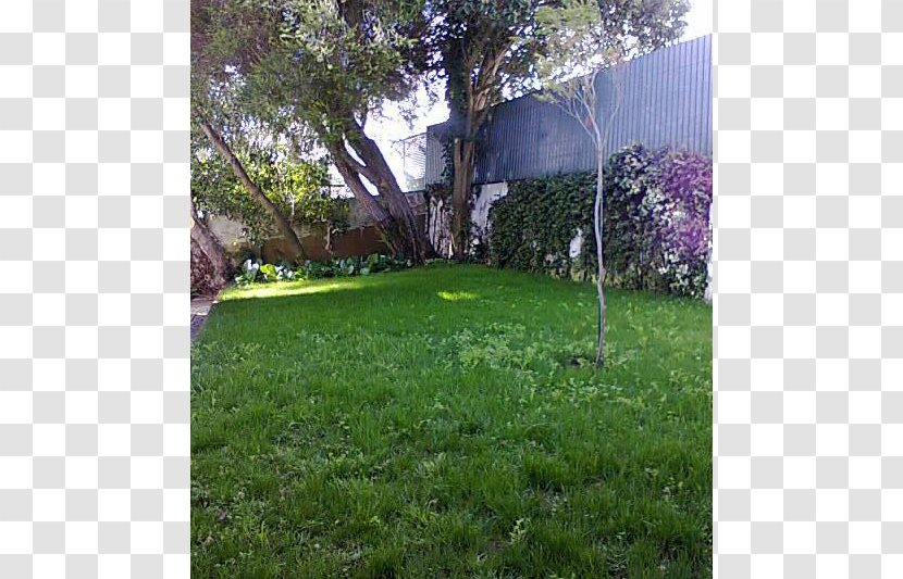 Backyard Property Tree Lawn Purple - Area Transparent PNG