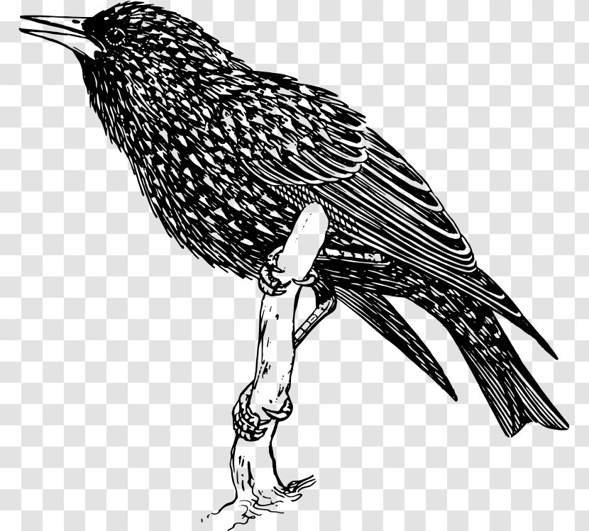 Common Starling Bird Clip Art - Finch Transparent PNG
