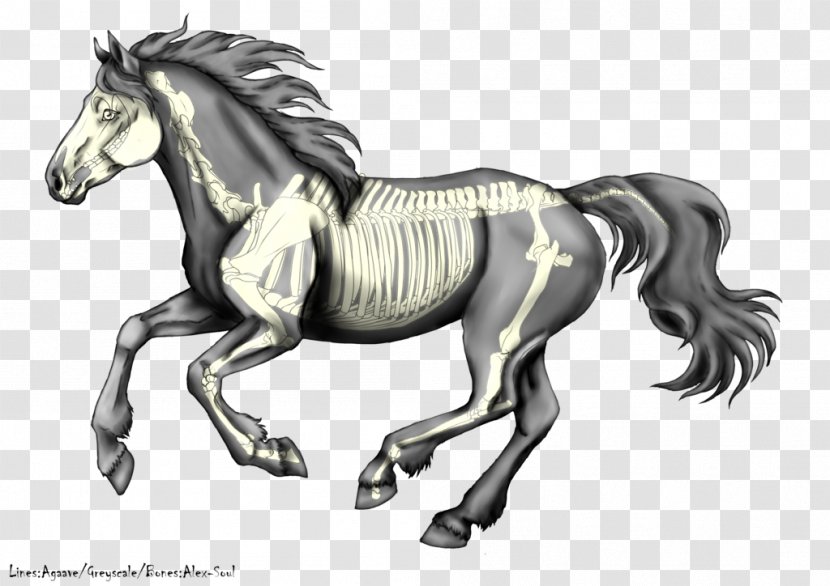 Stallion Canter And Gallop Mustang Pony Colt - Horse - Galloping Transparent PNG