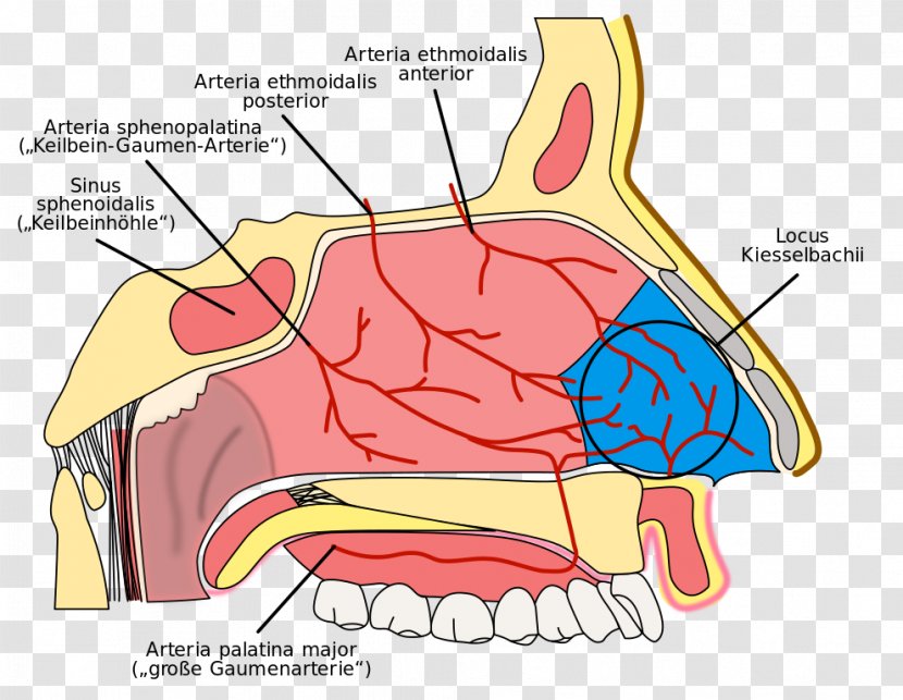 Nasal Cavity Kiesselbach's Plexus Nosebleed Ethmoid Sinus Anatomy Of The Human Nose - Cartoon Transparent PNG
