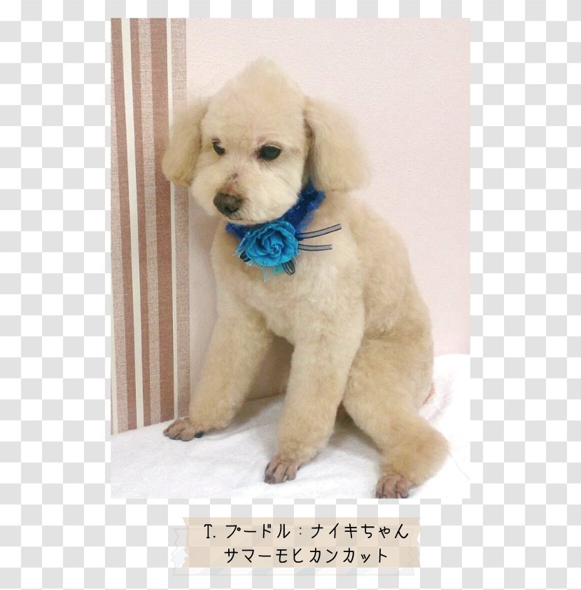 Golden Retriever Miniature Poodle Toy Goldendoodle Puppy - Love Transparent PNG
